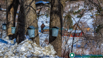 Sleepy-Hollow-Farm-3-16-2017-144-2-Edit
