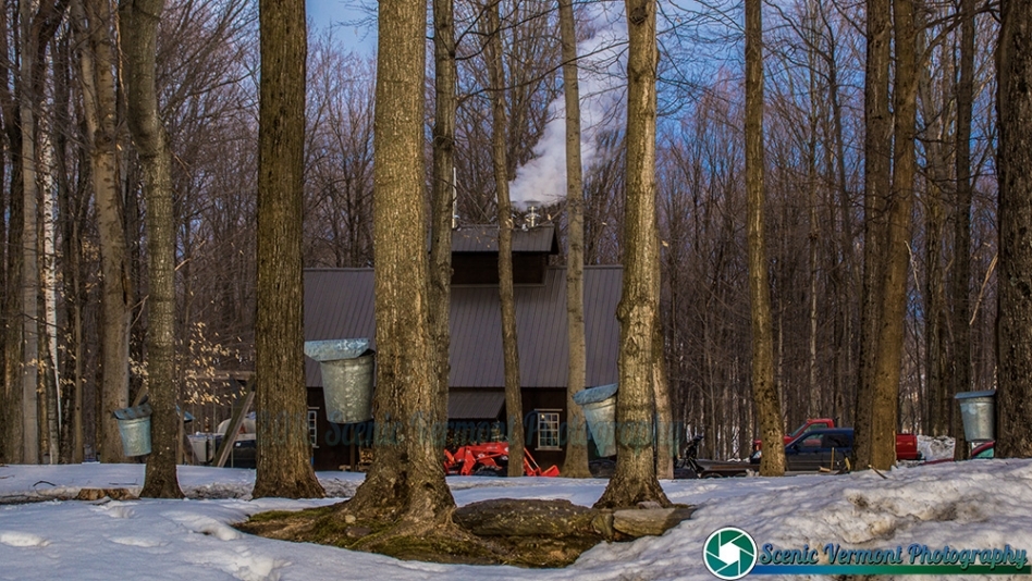 Meanwhile in Vermont, It's sugaring season. 19 tn-BLVF 3-21-2017-47 SVP